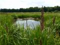 Une mare près de Coubert
