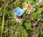 Azure_bleu-celeste_Polyommatus_bellargus_Buno-Bonnevaux_juillet_2014.JPG