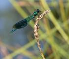 Calopteryx_splendens_marais_de_Buno-Bonnevaux_juin_2014.JPG