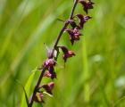 Epipactis_helleborine_Buno-Bonnevaux_juin_2014.JPG