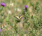Machaon_5_Papilio_machaon_Plateau_les_Canches.JPG
