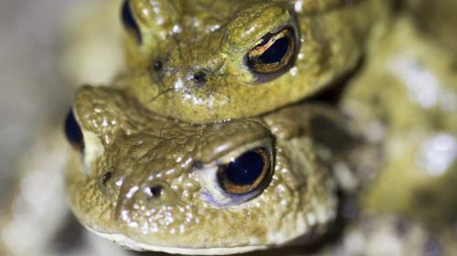 Amphibien_Bufo-bufo_1.jpg